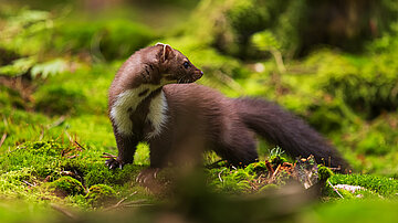 Saisoneröffnung | KlosterWald – WaldWorte Erzählungen von Kurt Bachor Saisoneröffnung | KlosterWald – WaldWorte Erzählungen von Kurt Bachor